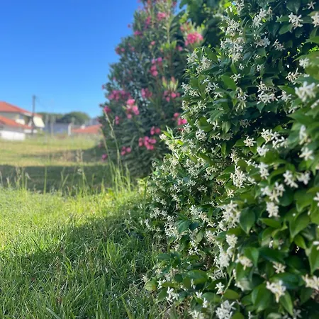 A Near Ancient Olympia * Ladiko (Elis)