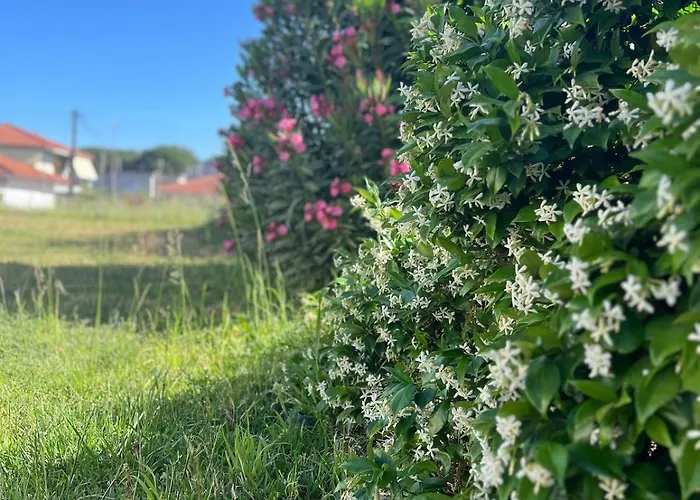 A Near Ancient Olympia * Ladiko (Elis)